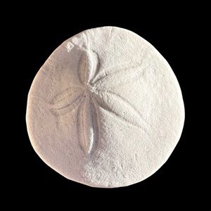 50 perfect and almost perfect sanddollars